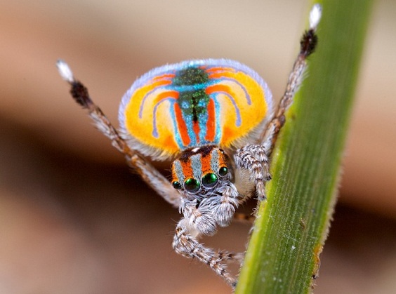 Peacock spider, the most beautiful spider in the world. The photos of Jurgen Otto