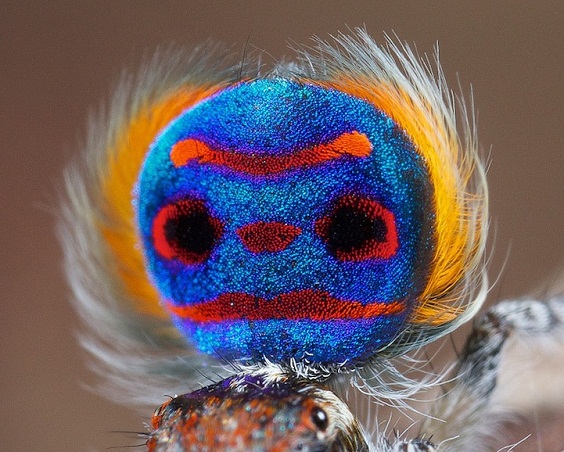 Araignée paon, la plus belle araignée du monde. Les photos de Jurgen Otto