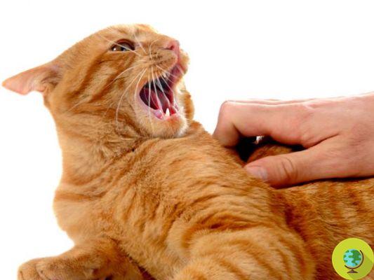 Do you have an anxious and aggressive cat? It's your character's fault
