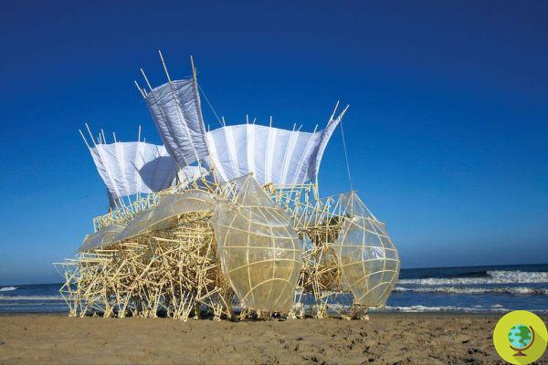 Las asombrosas esculturas cinéticas de Theo Jansen hechas con desechos