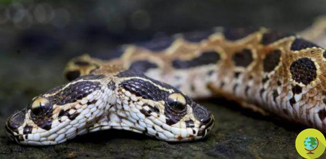 Cobra de duas cabeças muito rara (e letal) encontrada na Índia