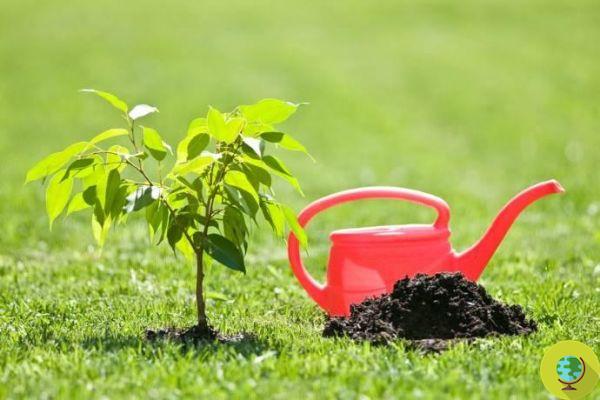 Comment garder votre pelouse en bonne santé sans gaspiller d'eau en été