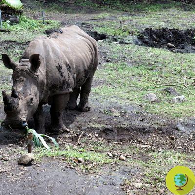 Morreu o último rinoceronte de Sumatra macho da Malásia