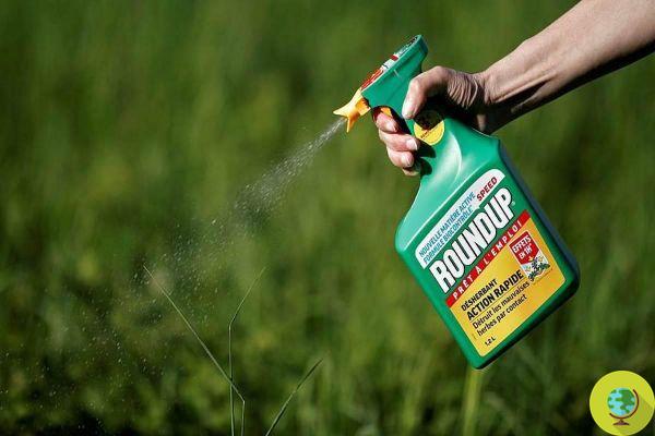 Glyphosate and cancer: the touching testimony in the classroom of the ordeal of a mother who used Roundup for decades
