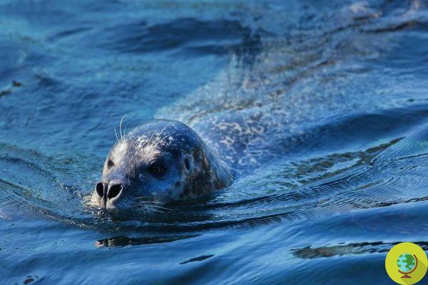 Recompensa de 10 mil euros por encontrar a los que decapitaron a las focas en Bretaña