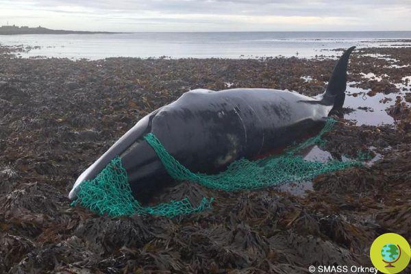 Cette baleine enceinte est morte piégée dans un filet de pêche fantôme abandonné dans l'océan