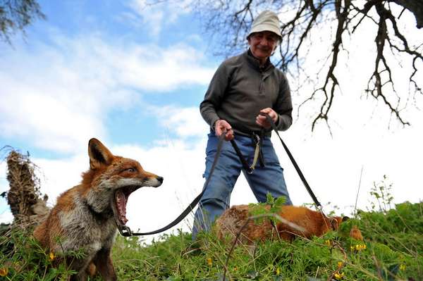 Patsy Gibbons, el hombre que salva zorros y los cuida en Irlanda (FOTO)