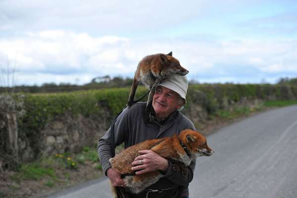 Patsy Gibbons, o homem que salva raposas e cuida delas na Irlanda (FOTO)