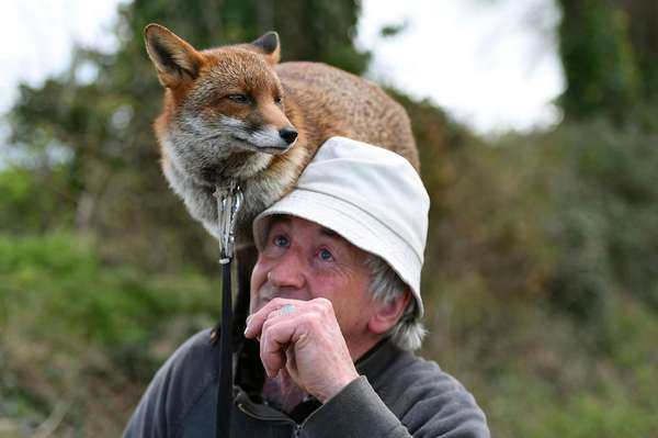 Patsy Gibbons, o homem que salva raposas e cuida delas na Irlanda (FOTO)