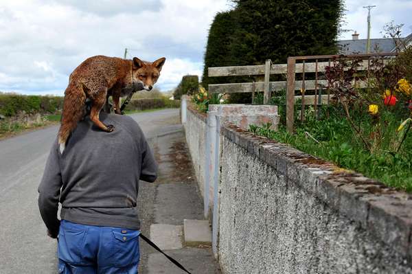Patsy Gibbons, el hombre que salva zorros y los cuida en Irlanda (FOTO)