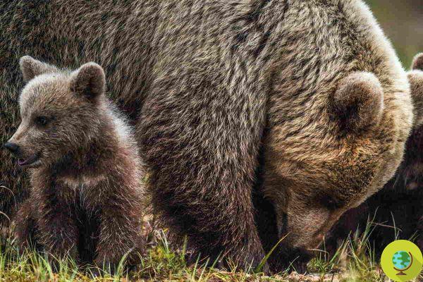 Mãe ursa e seus filhotes passeiam pelas ruas de Abruzzo (VÍDEO)