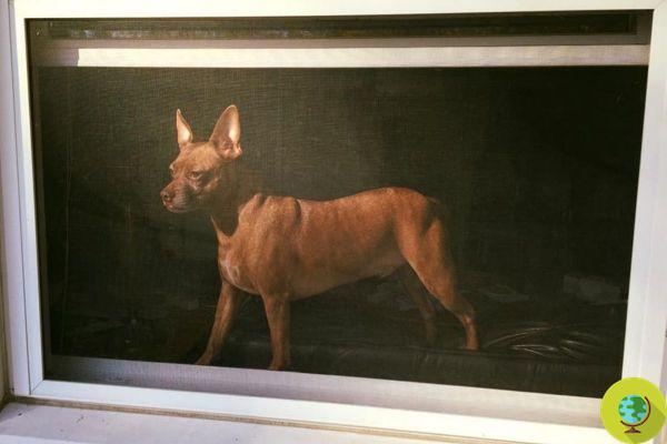 Is it a dog or an antique painting? Here is the optical illusion that is confusing the web