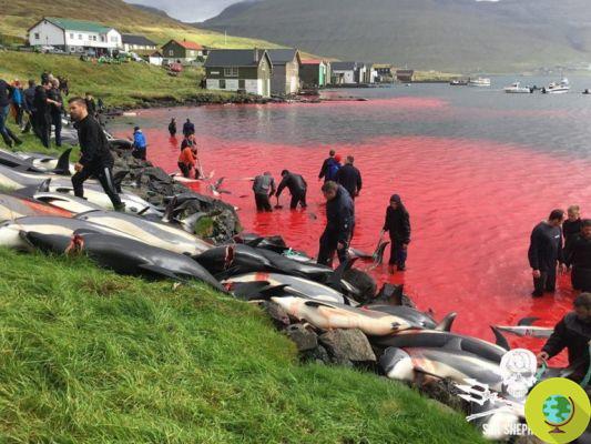 Grindadráp: caza de ballenas en las Islas Feroe (video de la masacre)