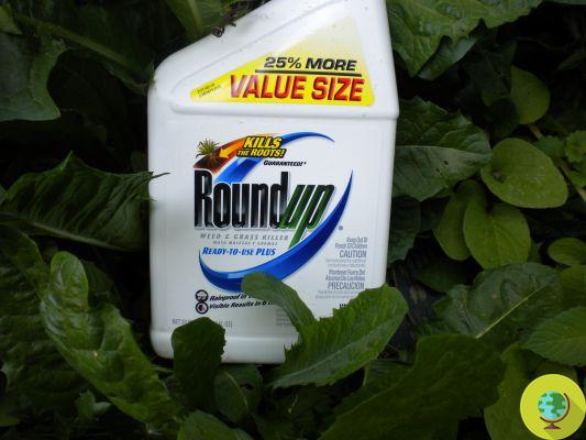 El pesticida Roundup de Monsanto también causa mutaciones genéticas en renacuajos