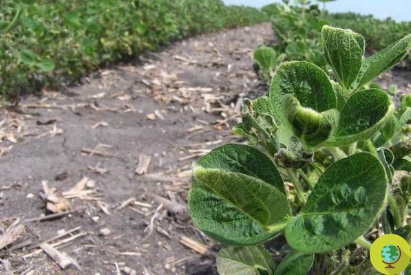 Dicamba: from Monsanto a new herbicide even more powerful (and harmful?) Than glyphosate