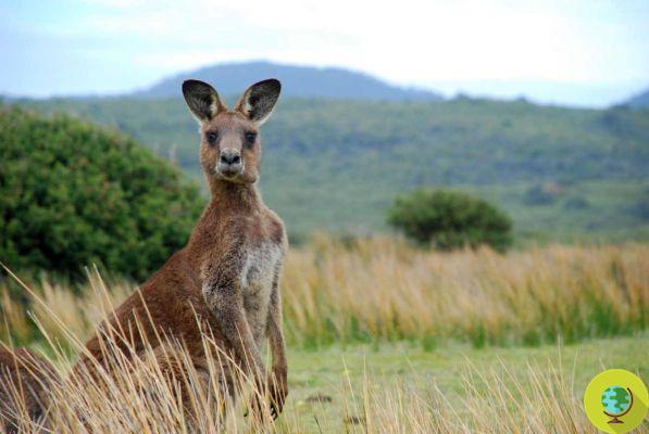 3-year-old girl suffered serious injuries after a wild kangaroo attack