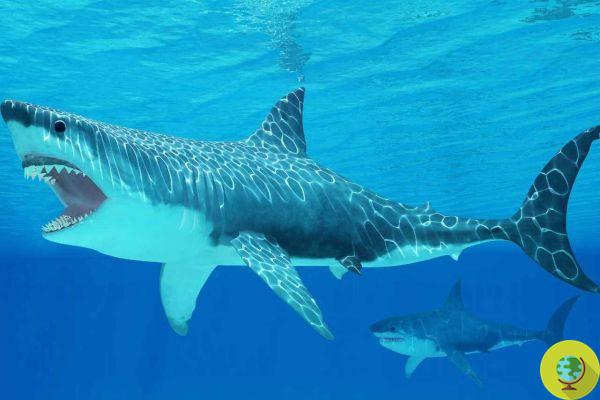 Um enorme tubarão avistado nos EUA, mas não é um megalodon (que está extinto)