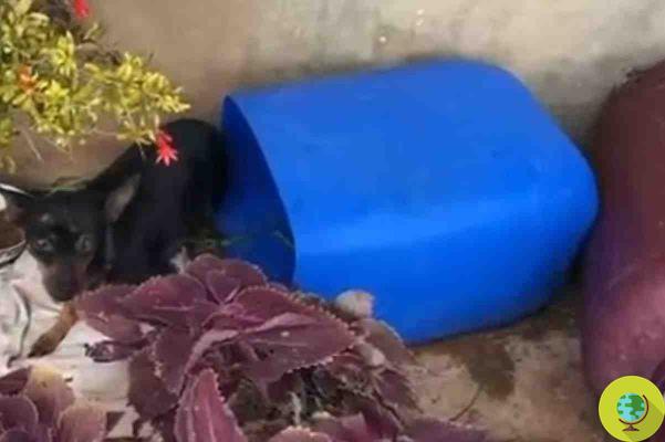 Cadela salva na Grécia em péssimas condições, seu canil é um antigo tanque de plástico