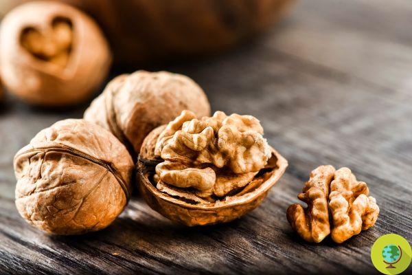 Wonderful nuts! If you eat three a day, you improve your bowel and reduce heart attacks and strokes. The new confirmation