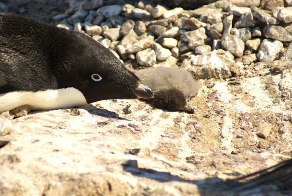 Penguin alarm in Antarctica: from 18 thousand couples only 2 surviving babies