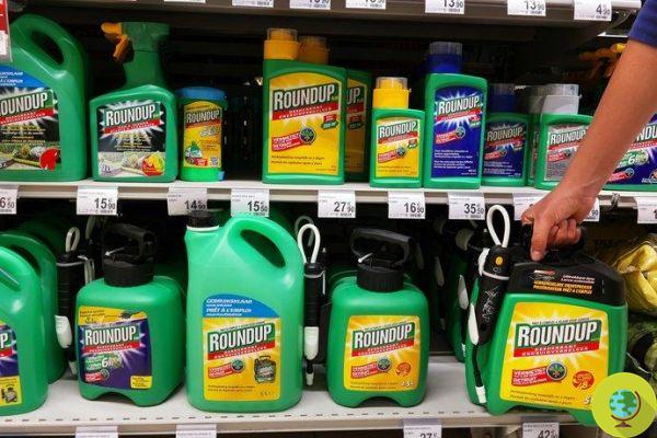 Glyphosate and cancer: farmer heroes suing Monsanto