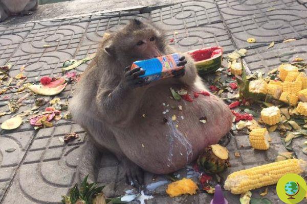 The obese monkey of Thailand has disappeared. She had been put on a diet, it is feared that she is dead