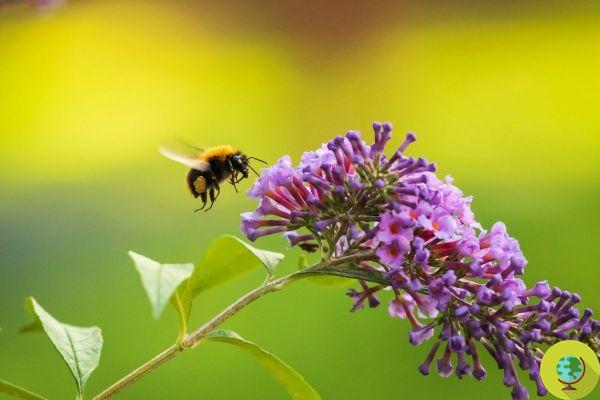 Incluso un pequeño jardín puede ayudar mucho a las poblaciones de abejas.