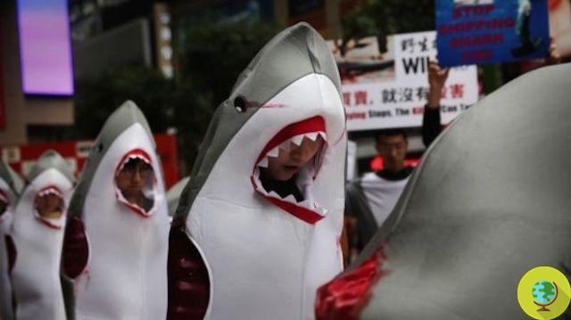 Cathay Pacific não levará mais barbatanas de tubarão em suas aeronaves
