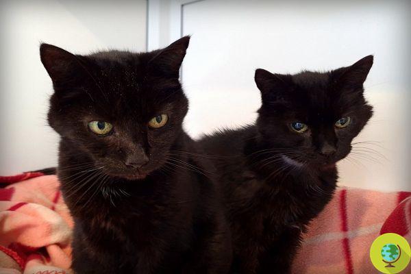 Juntos para sempre: os dois gatos Nikita e Leon, 21 anos, foram adotados como casal, entre os mais velhos do Reino Unido