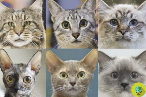 Les scientifiques identifient les 7 traits de personnalité des chats, qui varient selon la race (et pas seulement)