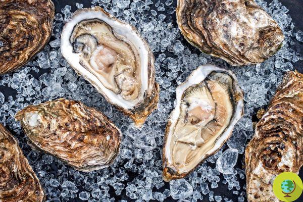 Unfortunately, oysters are becoming greedy for microplastics due to the bacteria that settle on them