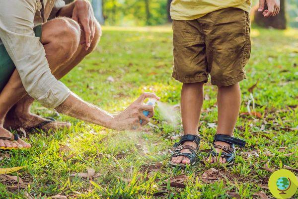 Natural mosquito repellents: here are which ones really work (and which don't)