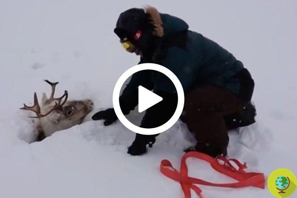 Reindeer trapped in snow swamp. The villagers manage to save her together in extremis