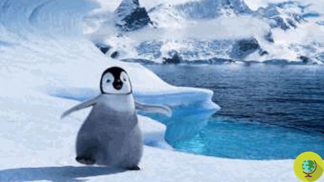 Happy Feet: o pinguim desapareceu após apenas 5 dias de liberdade