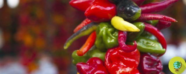 Spicy spices: an elixir of life thanks to the pain-blocking capsaicin