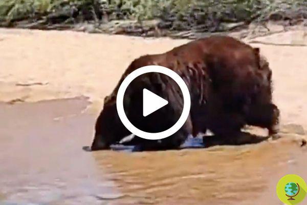 Los osos se bañan en el lago entre los turistas: mamá y cachorros se refrescan del calor abrasador en California