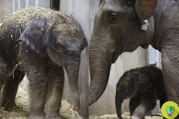 Erradicado en un elefante de zoológico de tres semanas que nació con una discapacidad que le impedía comer