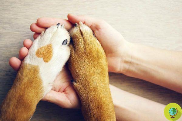 Amor por cachorros? Está escrito em nossos genes