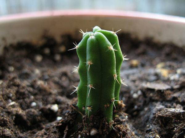 Suculentas: las especies de cactus y plantas suculentas más fáciles de cultivar (FOTO)
