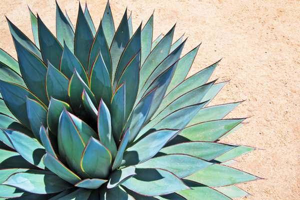 Succulents: the easiest cactus and succulent plant species to grow (PHOTO)