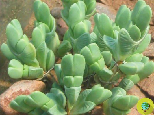 Succulents: the easiest cactus and succulent plant species to grow (PHOTO)