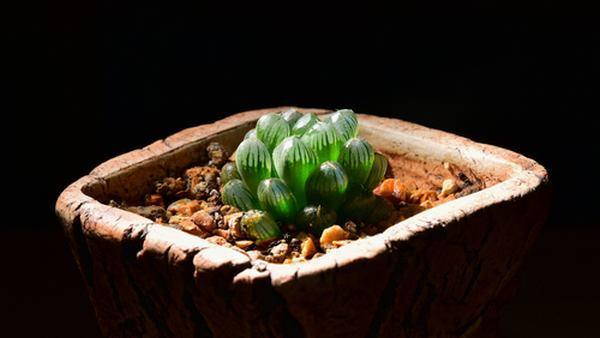 Succulentes : les espèces de cactus et de plantes succulentes les plus faciles à cultiver (PHOTO)