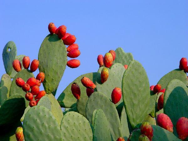 Succulentes : les espèces de cactus et de plantes succulentes les plus faciles à cultiver (PHOTO)