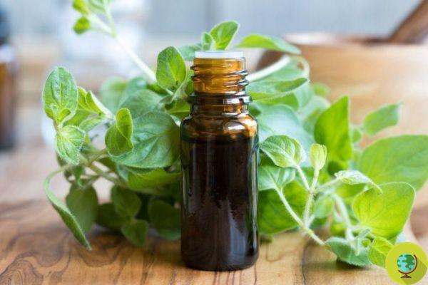 Essential oil of oregano: 10 uses to take care of yourself