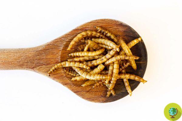 Insectos comestibles: la primera luz verde de la UE para la venta de polillas de la harina a medida que llegan los alimentos