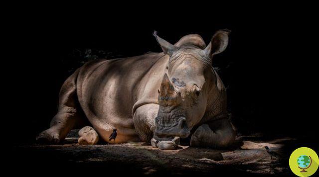 World Rhino Day, between poaching and risk of extinction (PETITION)