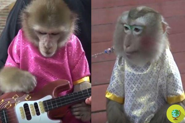 Monkeys chained, dressed and made up ad hoc forced to perform in terrible shows for tourists