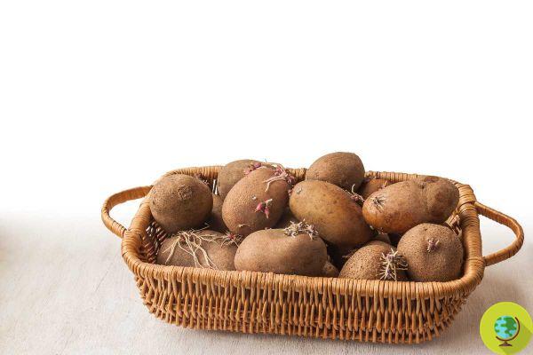 Comment conserver les pommes de terre ? Vous les avez probablement toujours stockés dans le mauvais sens