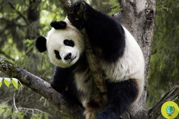 Panda inmortalizado mientras comía carne (video)