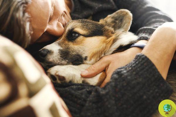 Por que perder um cachorro dói tanto quanto dizer adeus a um membro da família